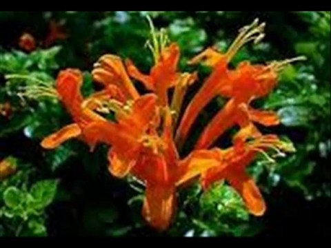 ENES MUTLU - İSTANBULU DİNLİYORUM GÖZLERİM KAPALI