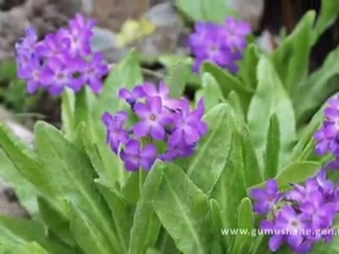 Artabel Tabiat Parkı - 2009