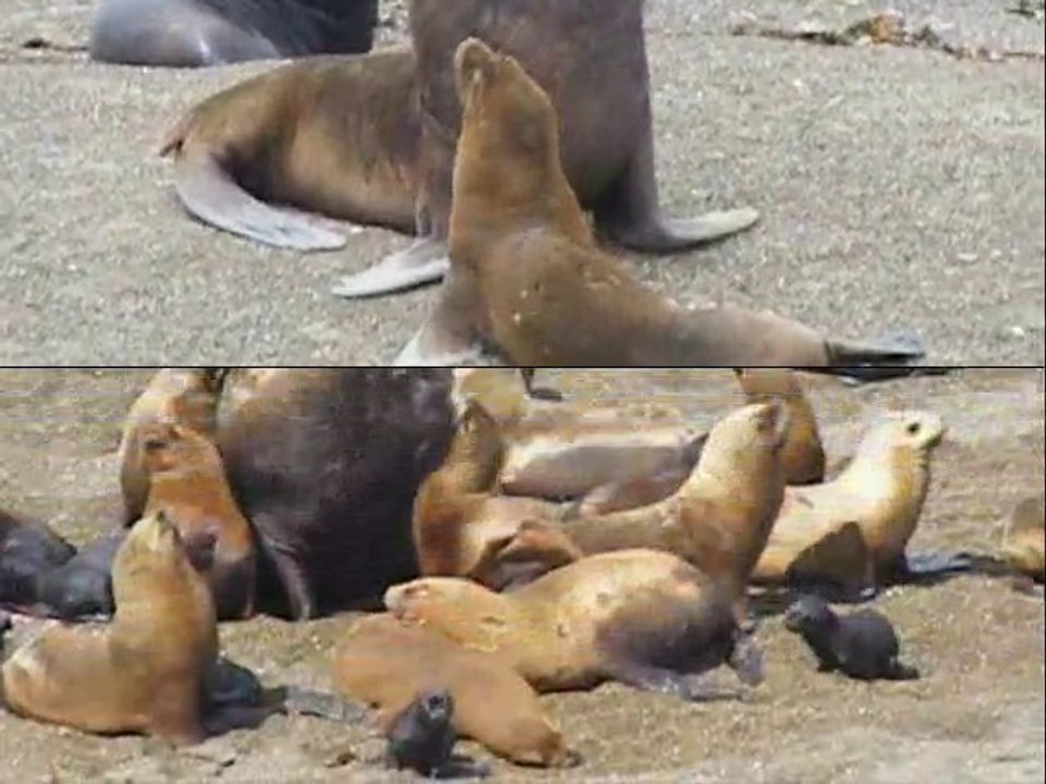 lions de mer