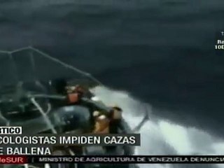 Ecologistas impiden caza de ballenas