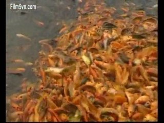 Film5vn.com_QueHuong_6 (LN)_chunk_4