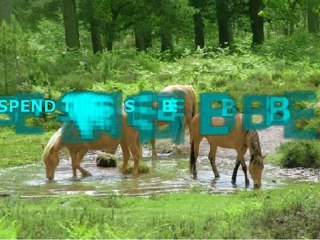 Choose The Best Forest Guide For a Great Adventure