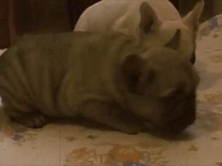 French Bulldog Puppies