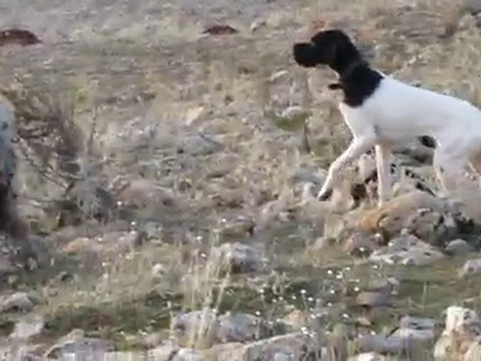 MVI_1815 çaki kekliğe ferması