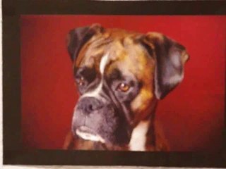 EXPO  DE VIRGINIE BOUTIN AU PRIEURE ST VINCENT A CHARTRES