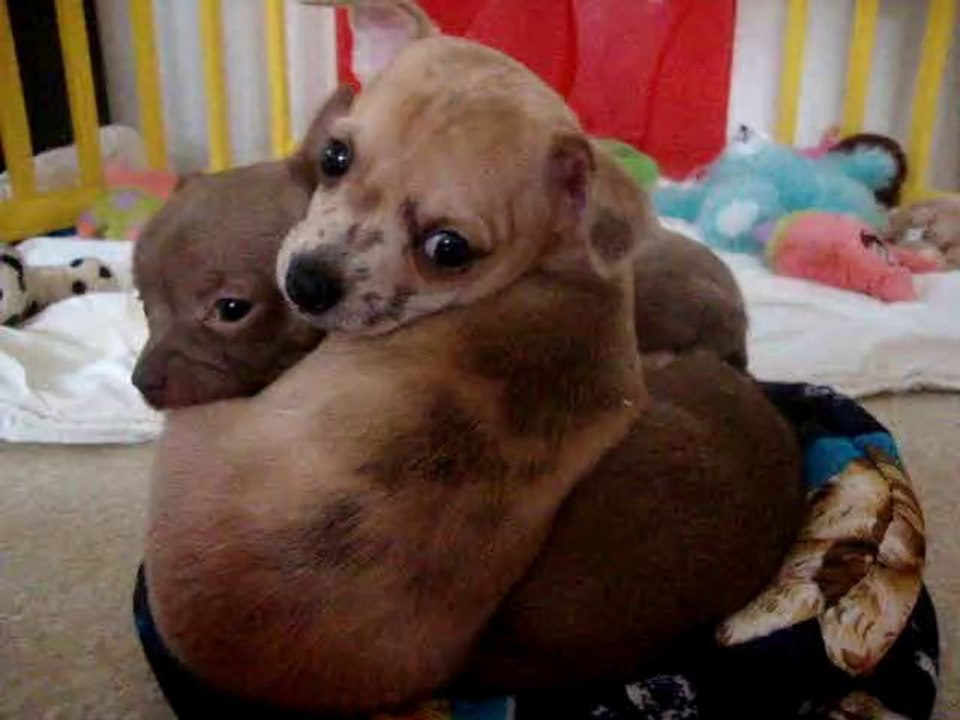 CHIHUAHUA 6 SEMAINES //  MOV01277 // 2 eme vidéos