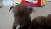 chihuahua 6 semaines // MOV01286 // 4 eme vidéos