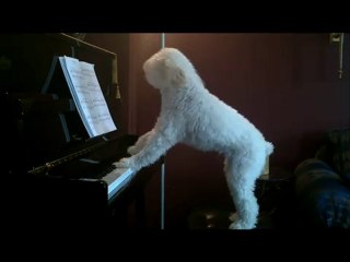 Il blues del cane triste