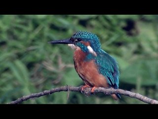 Martin-pêcheur (en action)