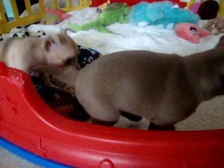 chihuahua 6 semaines //  MOV01368