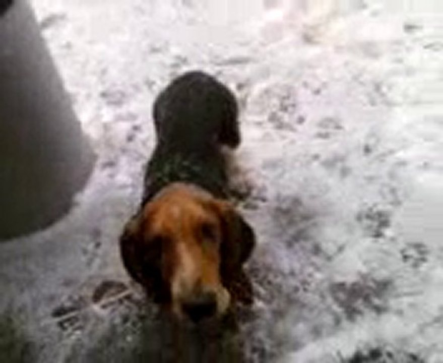 buster dans la neige