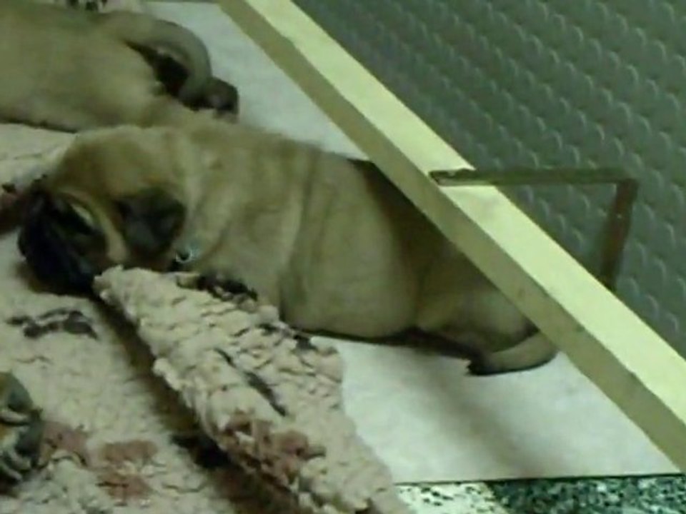 les bb ont 27 jours et jouent (15min)