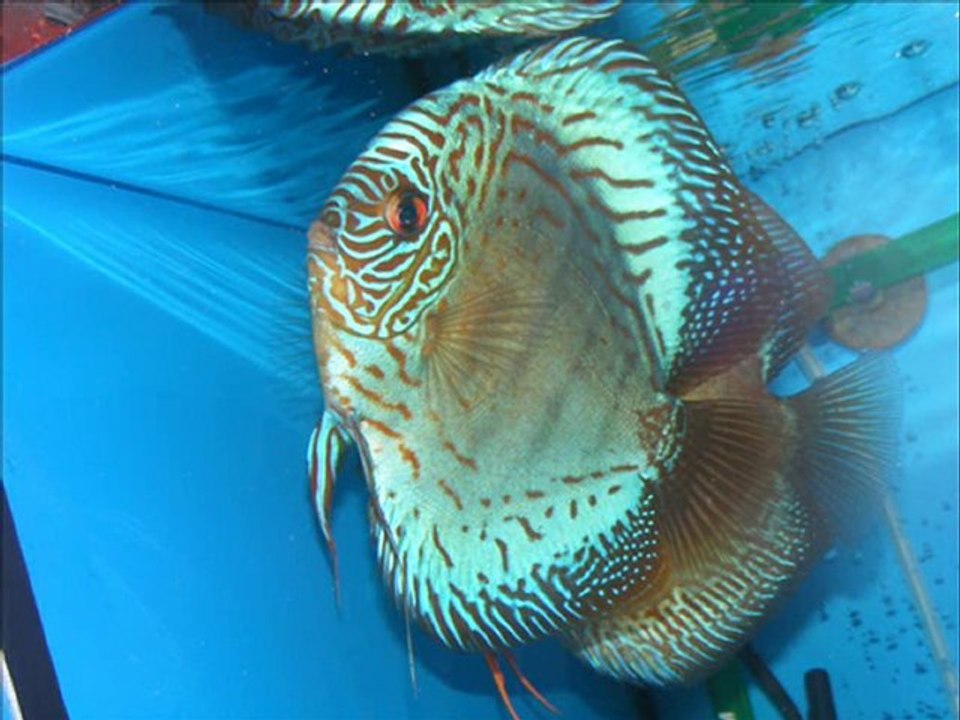 hakan yüksel discus