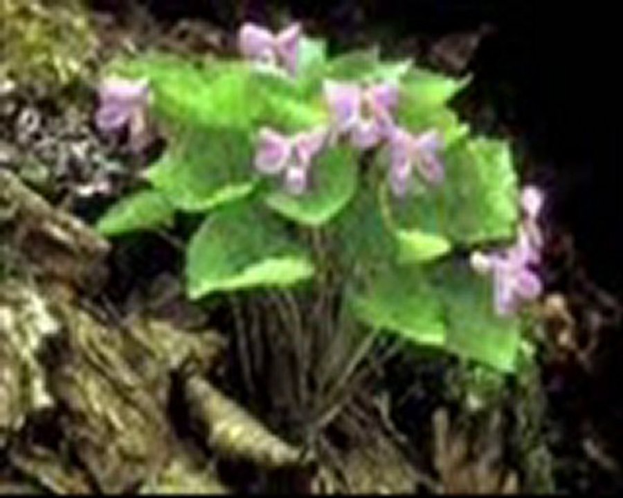 LA BENEDICTION DE DIEU 2012