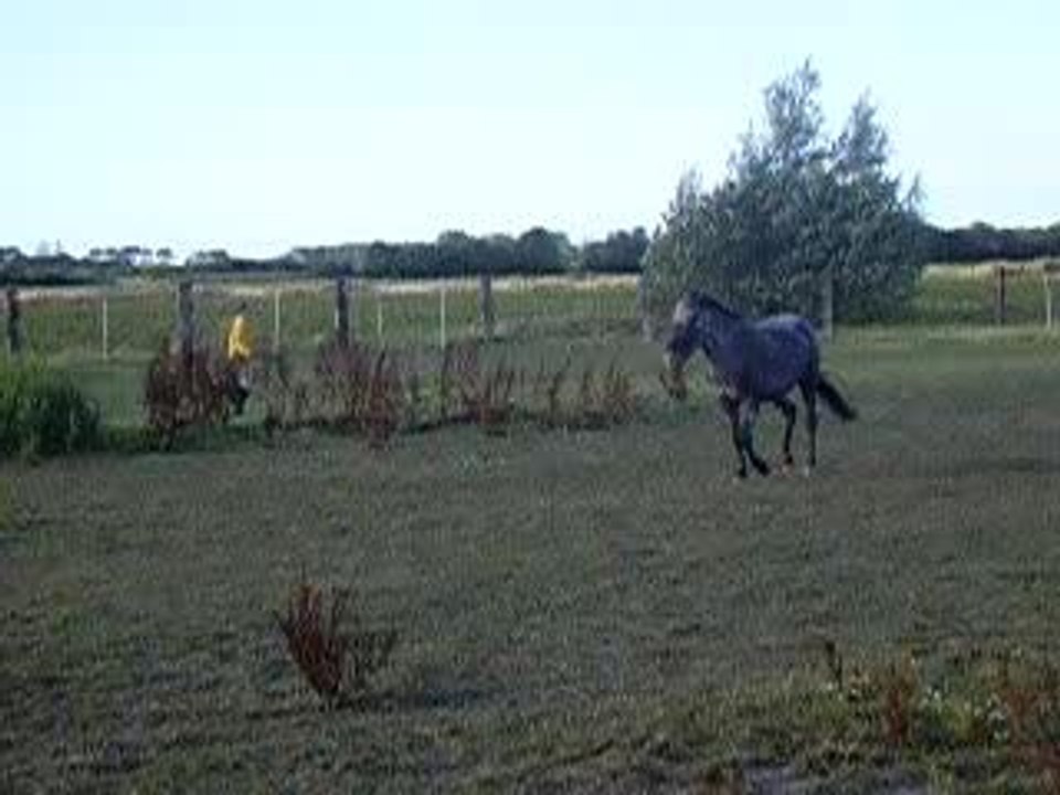 chevaux