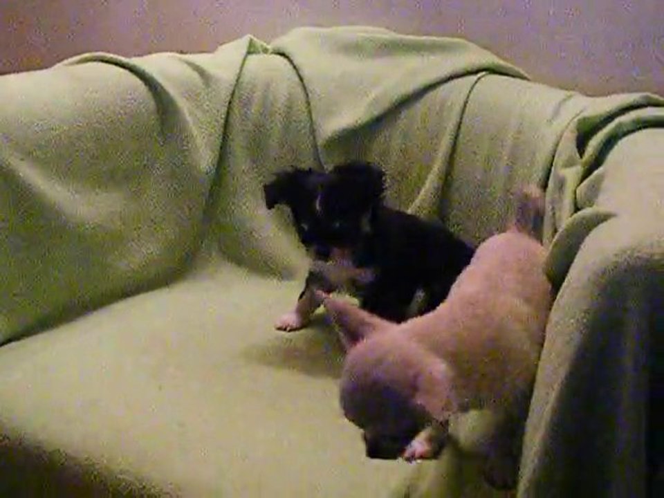 le petit