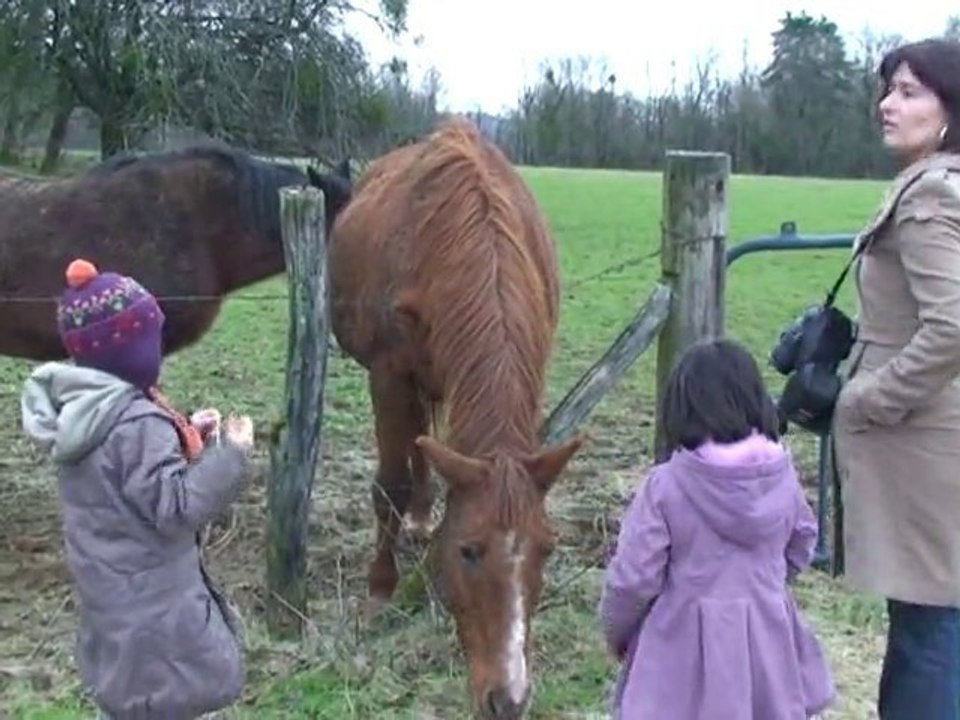 chevaux gîte