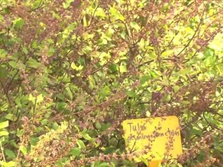 Les propietats del Tulsi Ocimum Sanctum