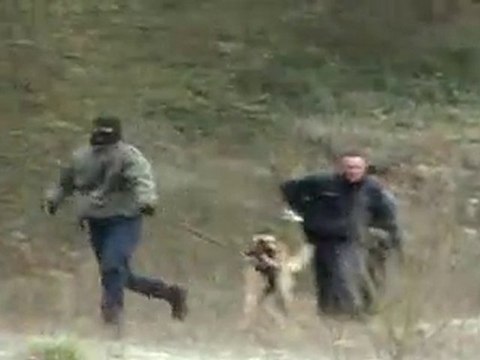 Entrainement commun Brigades K9 Police Municipale Lucé