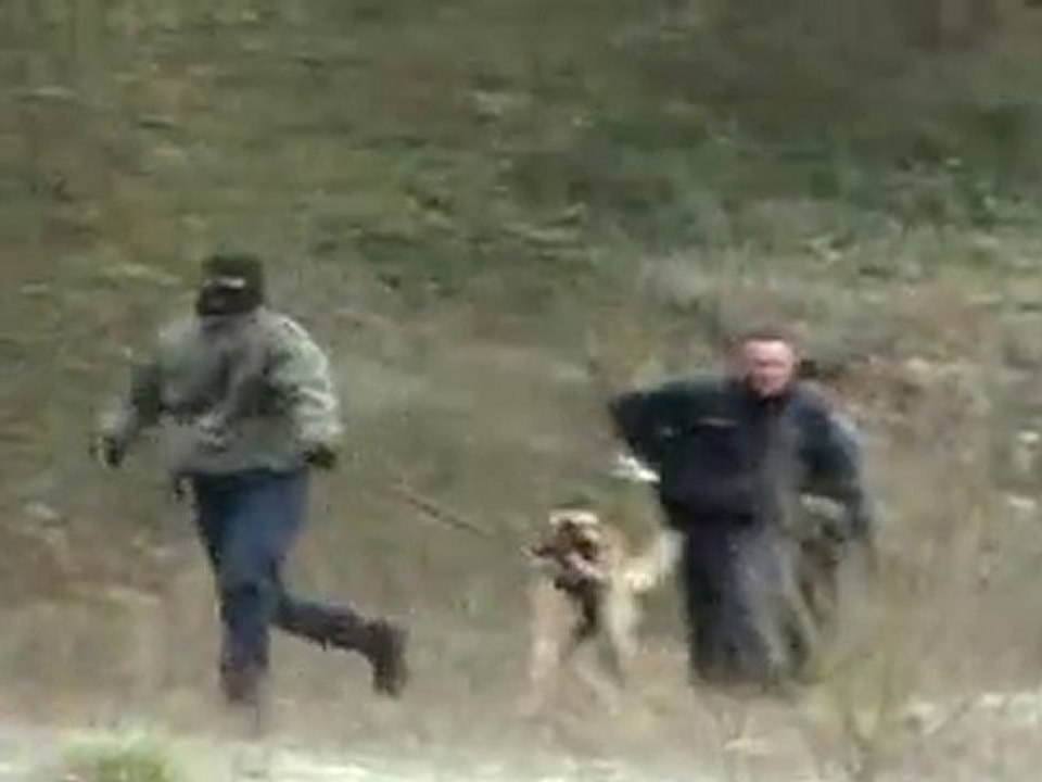 Entrainement commun Brigades K9 Police Municipale Lucé