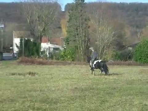 video Jac montant Twiiam, un Irish Cob Hongre de 4 ans