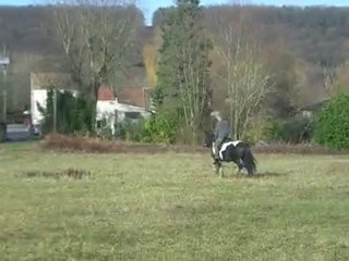 video Jac montant Twiiam, un Irish Cob Hongre de 4 ans