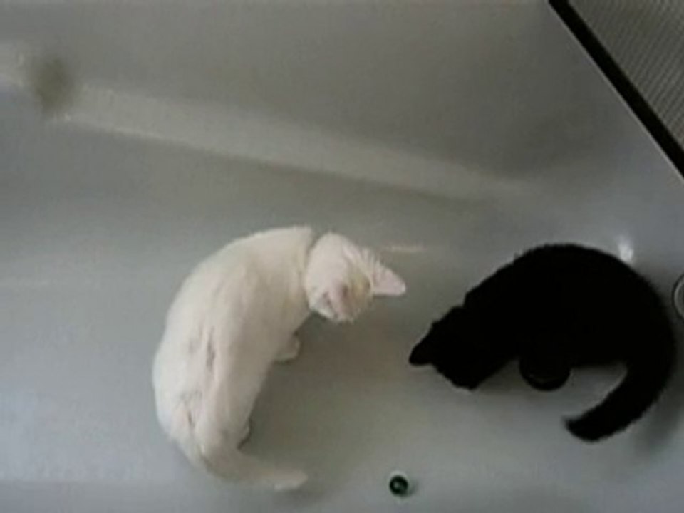 Luna & Mizou dans la baignoire - novembre 2008