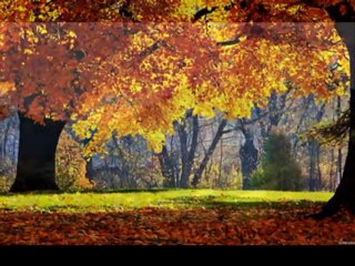 Ayşegül Durukan - Sarıgüller