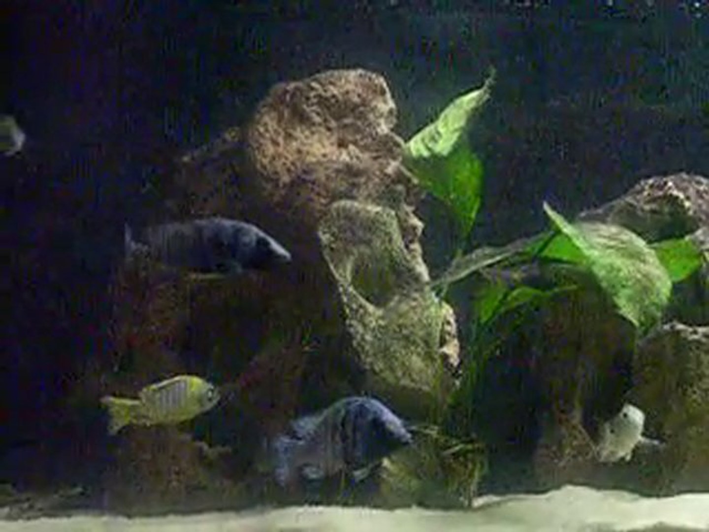 Placidochromis sp phenochilus Tanzania