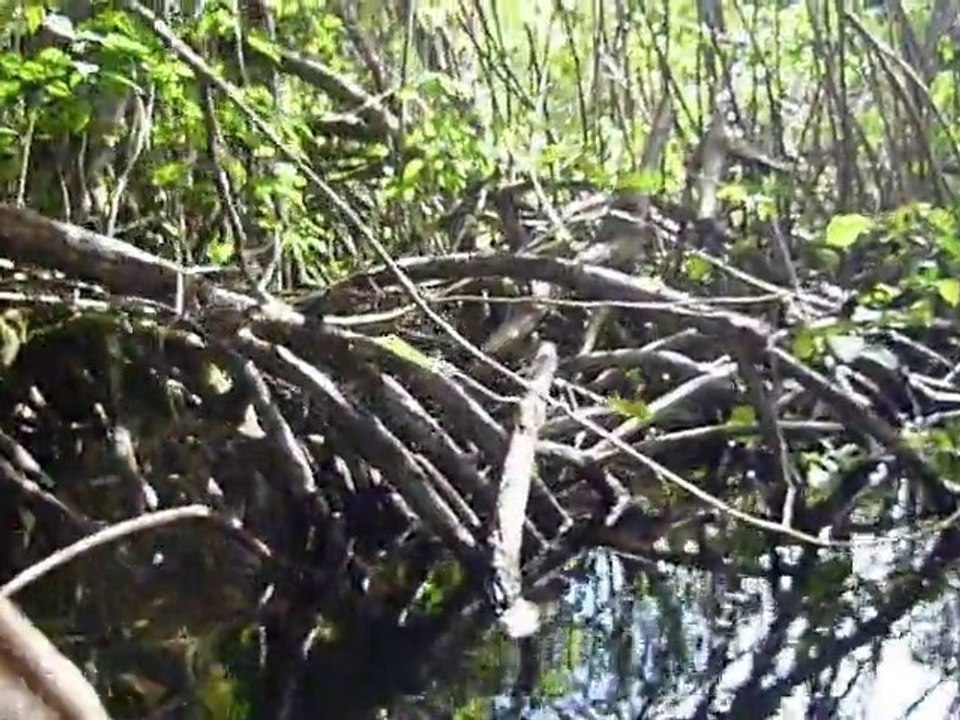 Riviere froide_RepDom