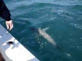 Shark Fishing Marco Island
