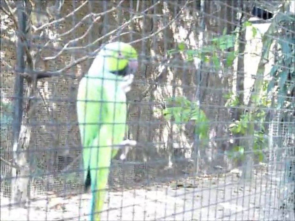 OISEAU RIGOLO PARC AUX OISEAUX 2009 FOUCAULT THIERRY