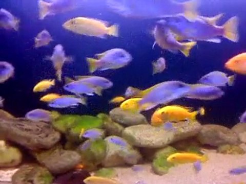 African Mbuna Cichlids 3