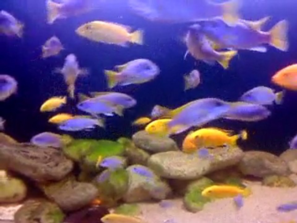 African Mbuna Cichlids 3