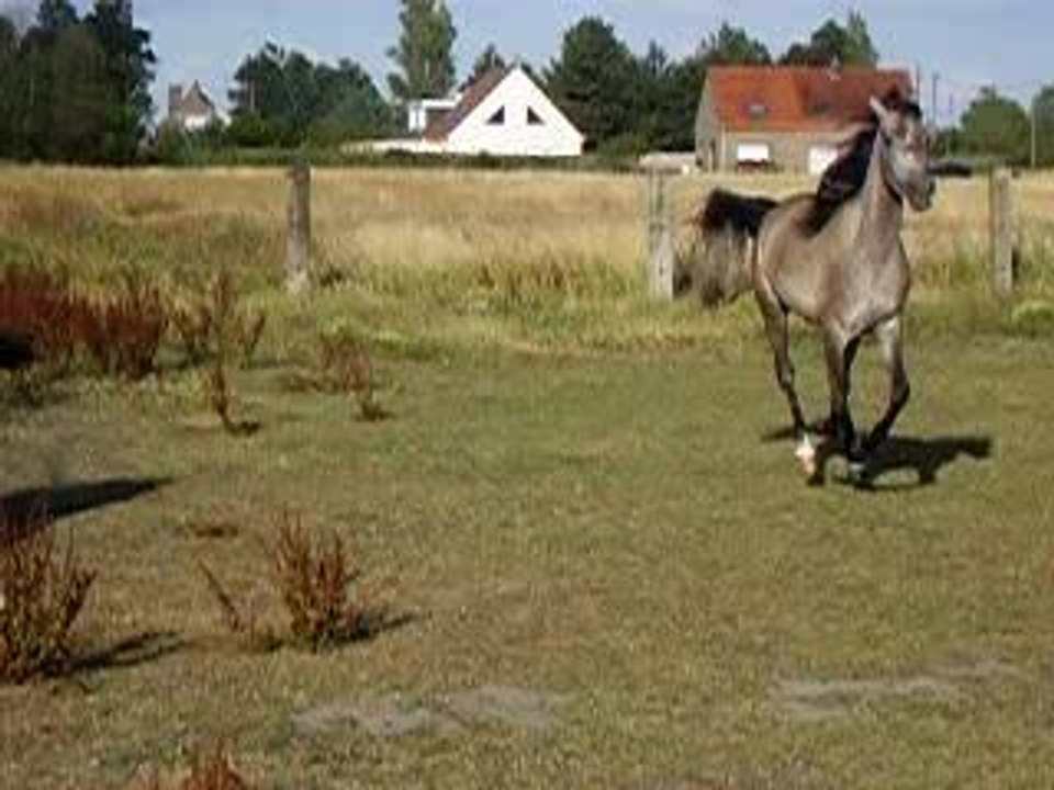 pénélope ma jument