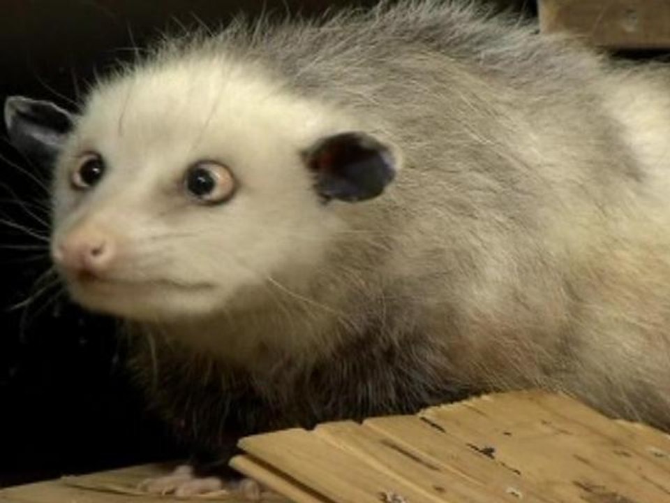 Cross-Eyed Opossum Captures the Hearts of Germans