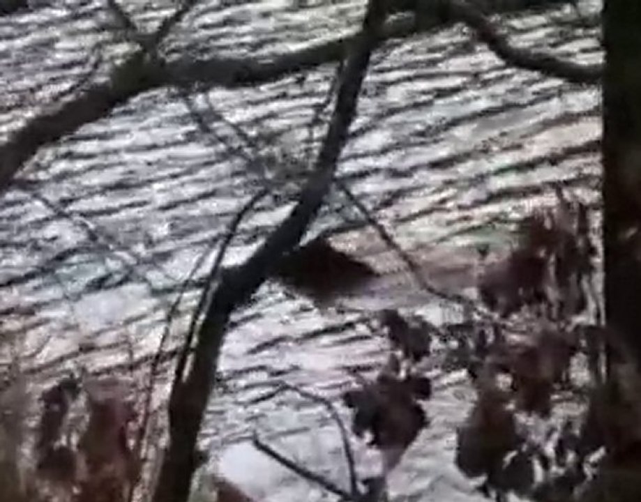 sangliers dans l'étang