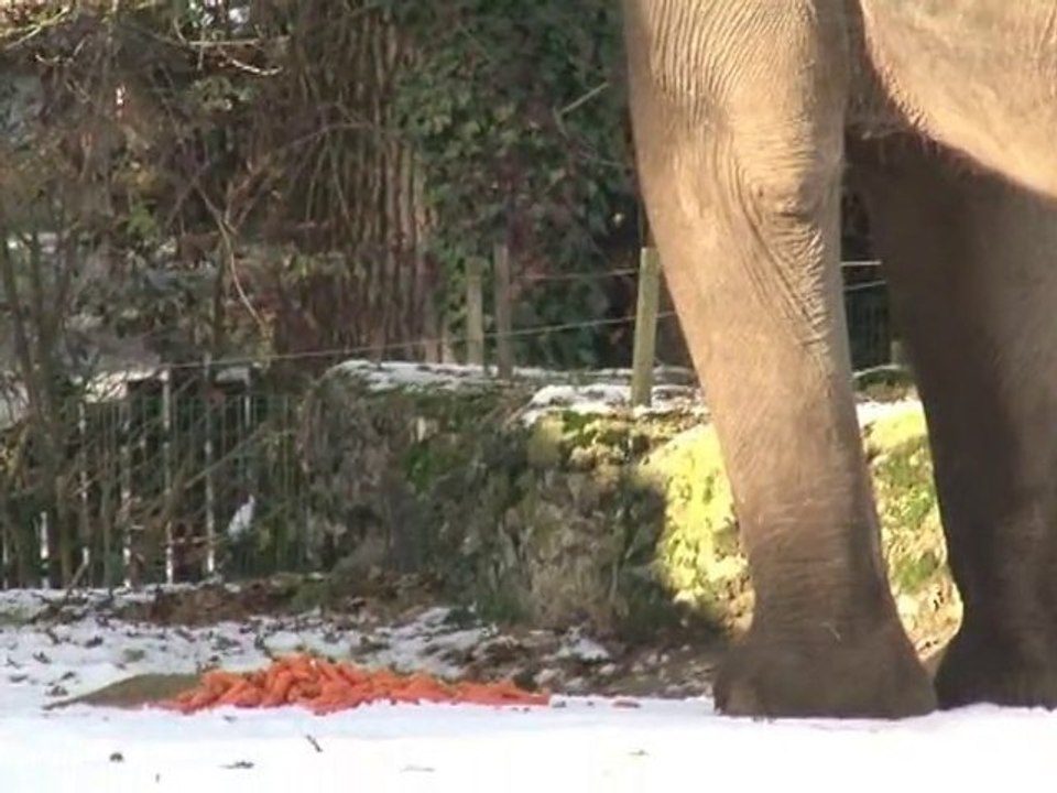 Des éléphants dans la neige