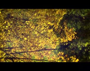 Forêt de larmes - tout terrain - danse contemporaine