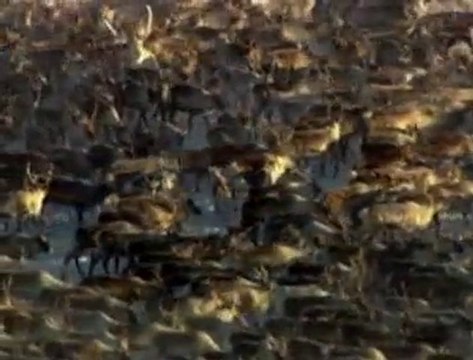 Hurtigruten - Natur und Wildnis