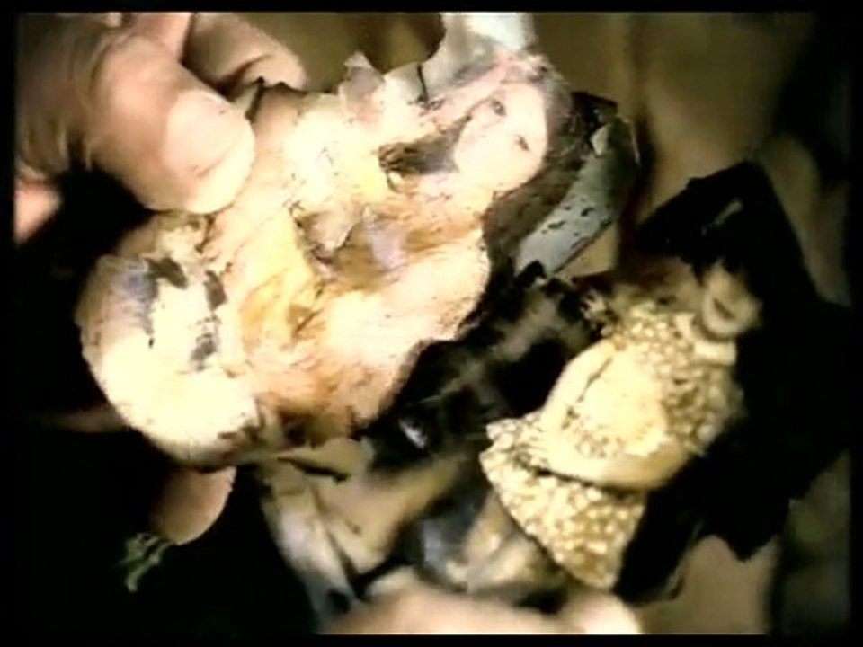 Kıvırcık Ali  Tutuştu Gönül Çerağım