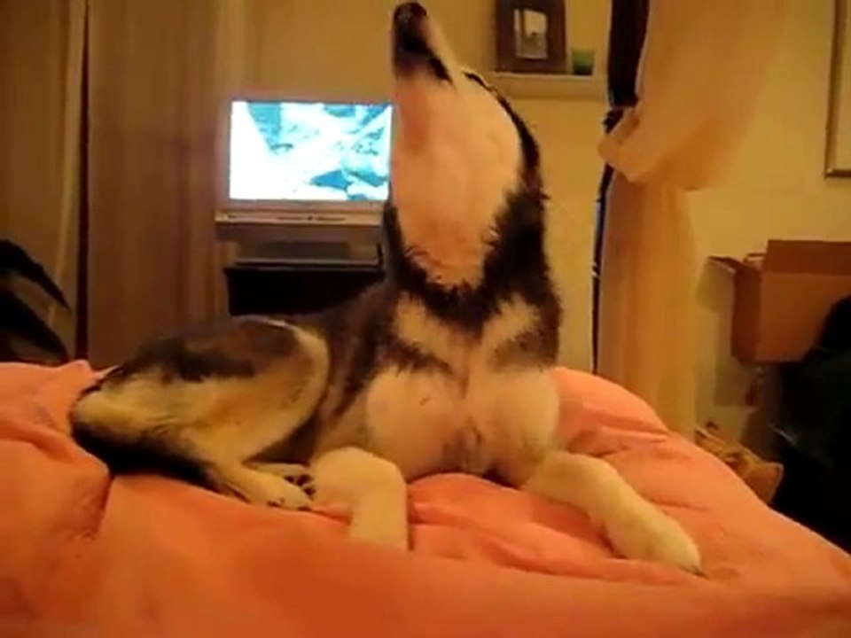 L'husky che ulula "I love you"