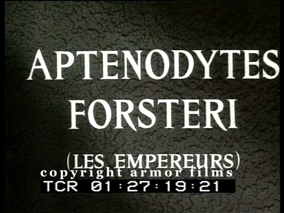Aptenodytes Forsteri