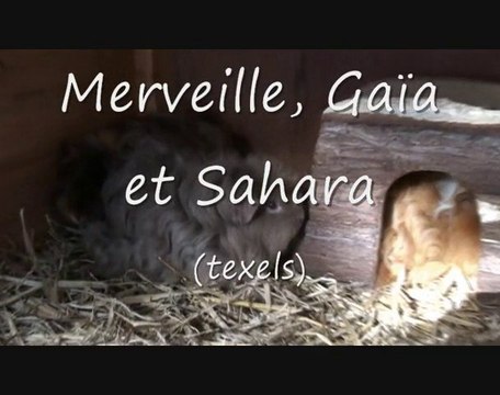 Installations des cochons d'inde des Chons de l'Oliveraie