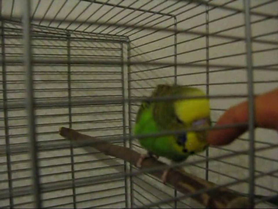 Muhabbet kuşu / akıllı kuş Ceki / Konuşan kuşlar