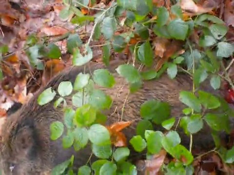 chasse sanglier beaugies sous bois