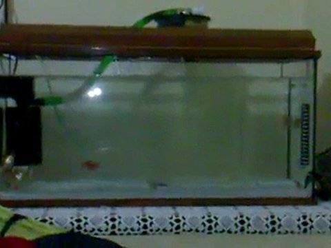 Üst sump ve Balıklarım ( Japon, Çöpçü , Vatoz , Lepistes)