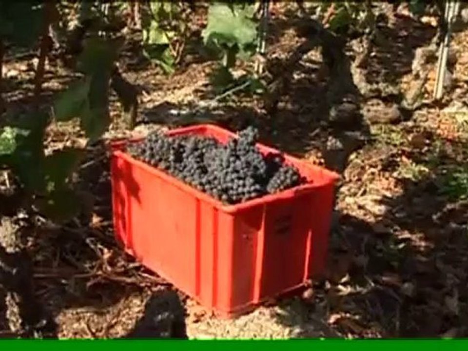 Pinot noir