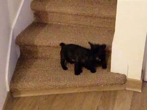 chiots bouledogue Français 2e portée.