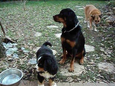 st alban dimanche 23 01 2011 023